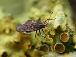 Attēlu rezultāti vaicājumam “Physatocheila smreczynskii”