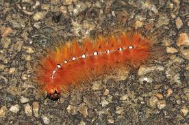 Attēlu rezultāti vaicājumam “Acronicta aceris larva”