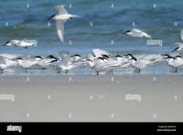 Image result for Gelochelidon nilotica