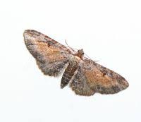 Attēlu rezultāti vaicājumam “Eupithecia icterata”