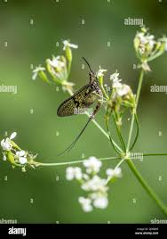 Attēlu rezultāti vaicājumam “Ephemera sp.”