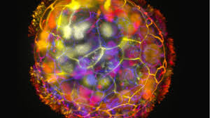 Attēlu rezultāti vaicājumam “Bryum funkii cells”