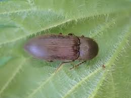 Attēlu rezultāti vaicājumam “Monopis weaverella”