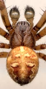 Attēlu rezultāti vaicājumam “Aranei”