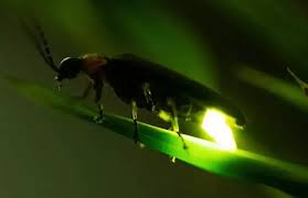 Attēlu rezultāti vaicājumam “Lampyridae”