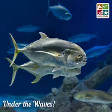 Image result for Caranx hippos