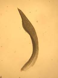 Attēlu rezultāti vaicājumam “Bryoerythrophyllum recurvirostrum sporophyte”