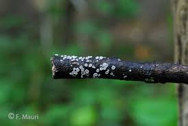 Attēlu rezultāti vaicājumam “Lachnella alboviolascens”