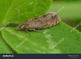 Attēlu rezultāti vaicājumam “Epiblema grandaevana”