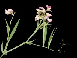 Attēlu rezultāti vaicājumam “Lathyrus sylvestris”