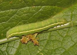 Attēlu rezultāti vaicājumam “Plusia festucae”