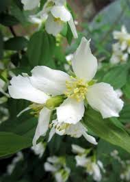 Attēlu rezultāti vaicājumam “Philadelphus lemoinei”
