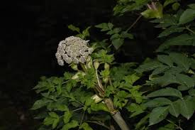 Attēlu rezultāti vaicājumam “Angelica sylvestris fruit”