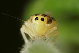 Attēlu rezultāti vaicājumam “Macrosteles sp. nymph”