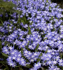 Attēlu rezultāti vaicājumam “Scilla luciliae”