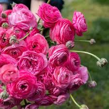 Attēlu rezultāti vaicājumam “Ranunculus brunnescens”