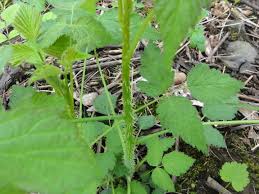Attēlu rezultāti vaicājumam “Rubus caesius”