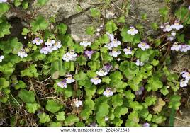 Attēlu rezultāti vaicājumam “Cymbalaria muralis flower”