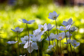 Attēlu rezultāti vaicājumam “Anemone sylvestris leaf”