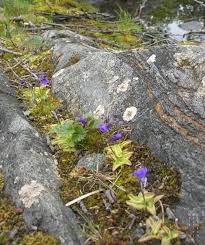Attēlu rezultāti vaicājumam “Pinguicula vulgaris”