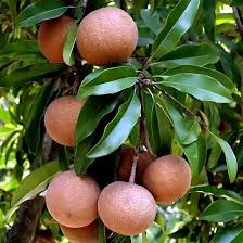 Attēlu rezultāti vaicājumam “Fruticola fruticum”