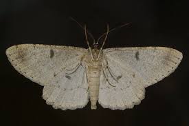 Attēlu rezultāti vaicājumam “Hypomecis punctinalis”