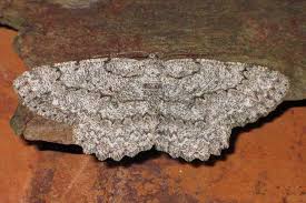 Attēlu rezultāti vaicājumam “Hypomecis punctinalis”