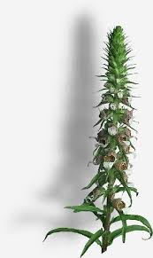 Image result for Digitalis lanata
