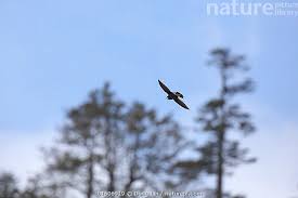 Image result for Hirundapus caudacutus