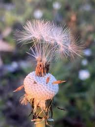 Attēlu rezultāti vaicājumam “Taraxacum suecicum flower”