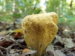 Attēlu rezultāti vaicājumam “Herzogiella seligeri sporophyte”