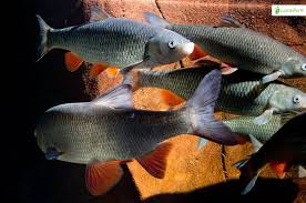 Image result for Squalius cephalus