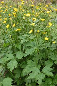 Attēlu rezultāti vaicājumam “Ranunculus lanuginosus bud”