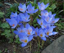 Attēlu rezultāti vaicājumam “Crocus speciosus”