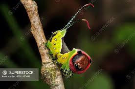 Attēlu rezultāti vaicājumam “Cerura vinula larva”