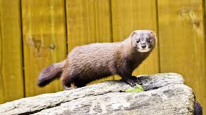 Attēlu rezultāti vaicājumam “Mustela vison”