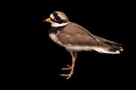 Attēlu rezultāti vaicājumam “Charadrius hiaticula”