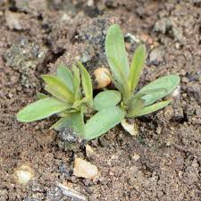 Attēlu rezultāti vaicājumam “Dianthus deltoides bud”