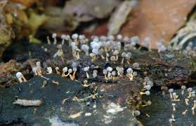 Attēlu rezultāti vaicājumam “Didymium megalosporum macro”