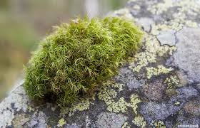 Attēlu rezultāti vaicājumam “Dicranum montanum”