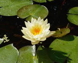 Attēlu rezultāti vaicājumam “Nymphaea alba leaf”