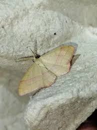 Attēlu rezultāti vaicājumam “Rhodostrophia vibicaria”