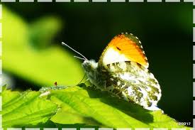 Attēlu rezultāti vaicājumam “Anthocharis cardamines”
