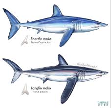 Image result for Isurus oxyrinchus