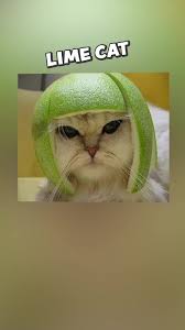 Image result for limecat