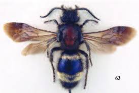 Attēlu rezultāti vaicājumam “Mutilla europaea”