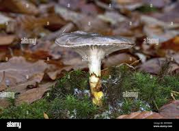 Attēlu rezultāti vaicājumam “Gomphidius glutinosus”