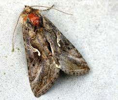 Attēlu rezultāti vaicājumam “Autographa gamma”