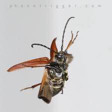 Attēlu rezultāti vaicājumam “Paracorymbia maculicornis”