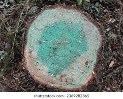 Attēlu rezultāti vaicājumam “Phlebiopsis gigantea”